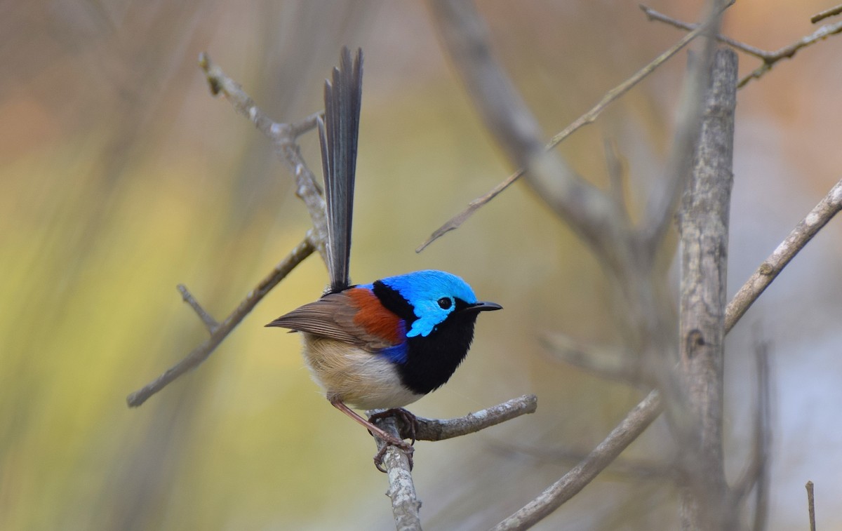 Variegated Fairywren - Chris Wills