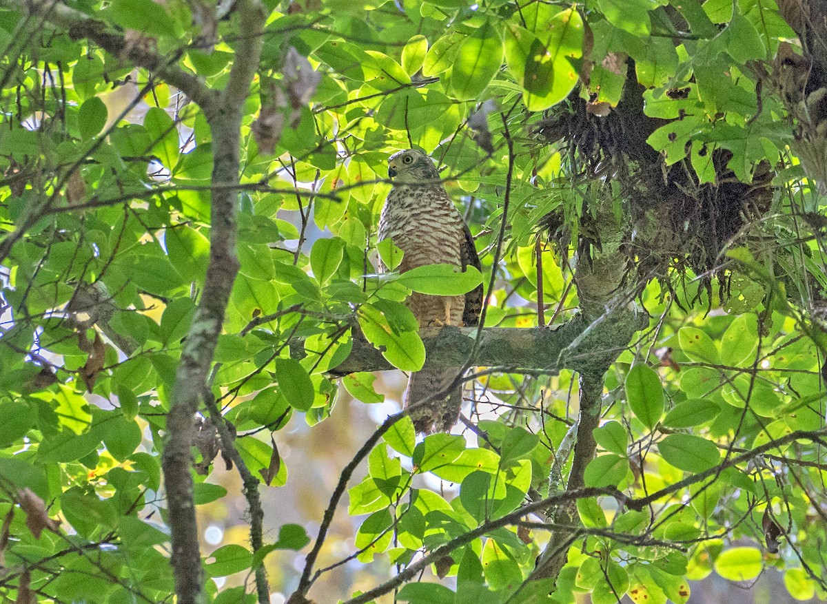 Moluccan Goshawk - Sam Woods/Tropical Birding Tours