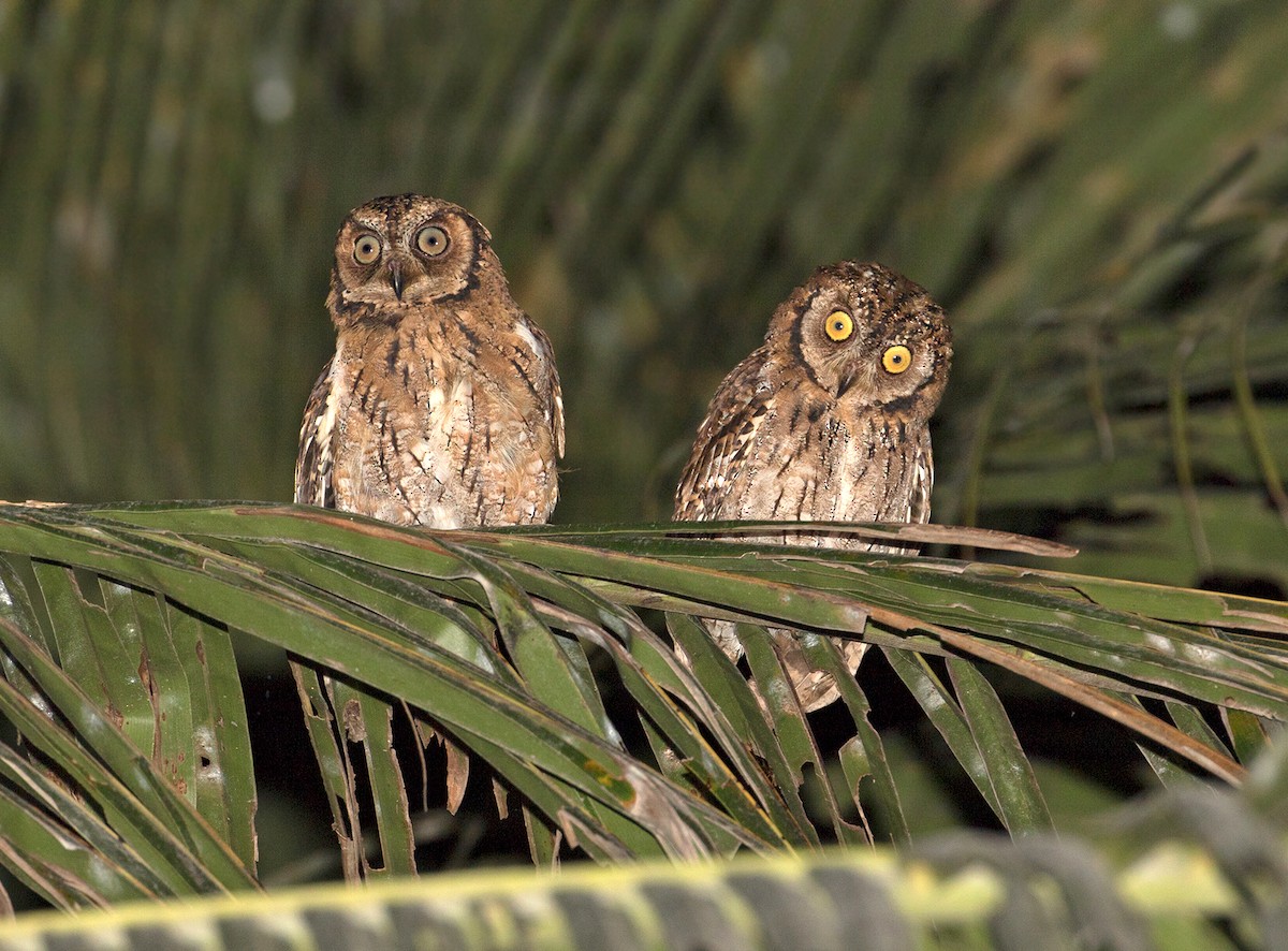 Moluccan Scops-Owl - ML67910501