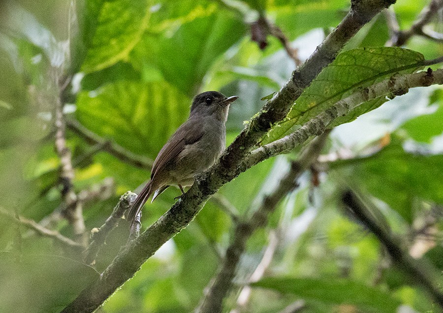 Matinan Flycatcher - Sam Woods/Tropical Birding Tours