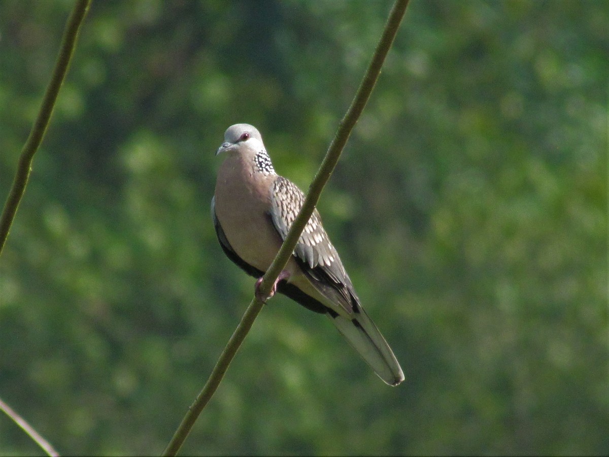 珠頸斑鳩 - ML67911201