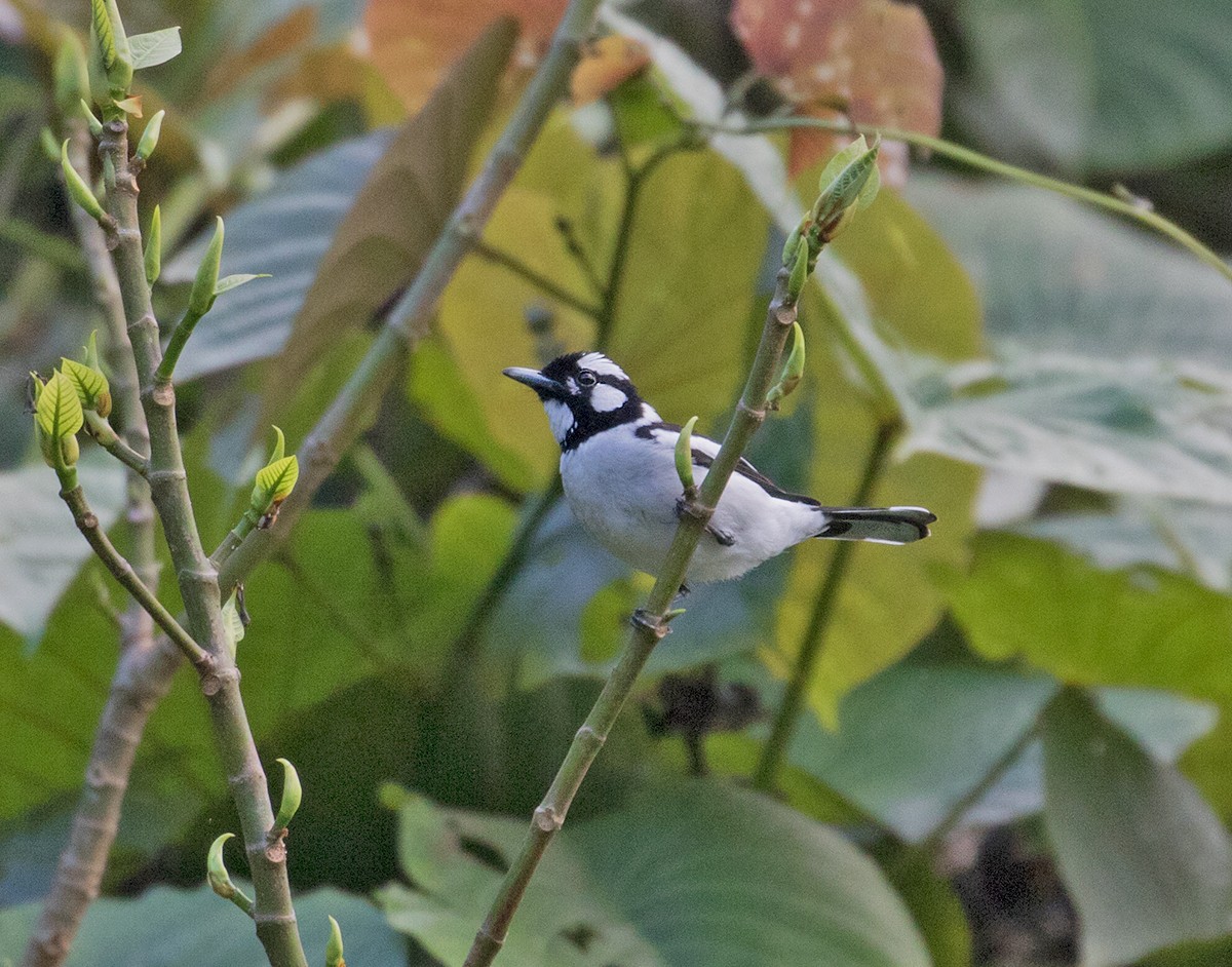 White-naped Monarch - ML67911471