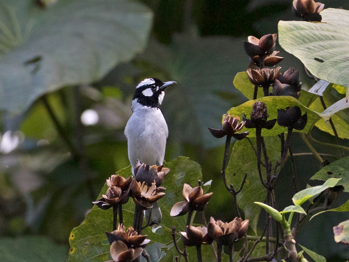 White-naped Monarch - ML67911491