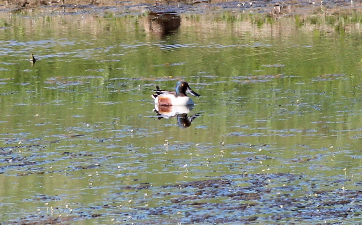 Northern Shoveler - ML67913791