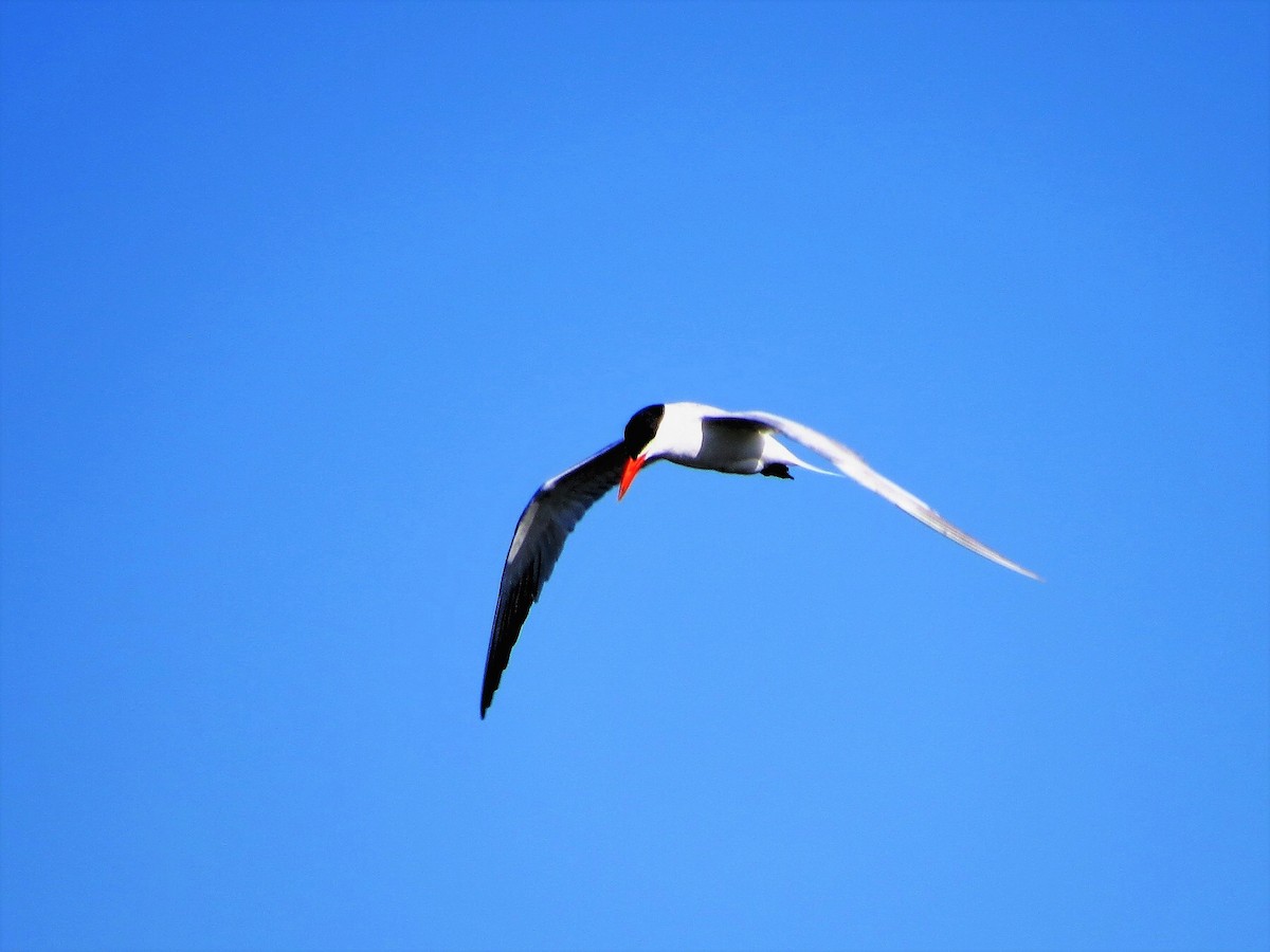 Морин хараалай - ML67914391