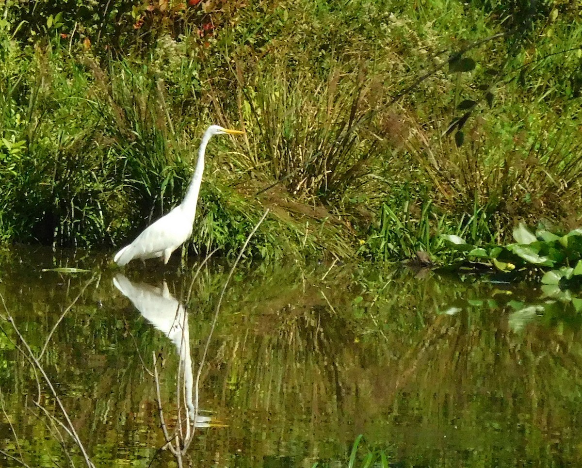 Great Egret - ML67914541