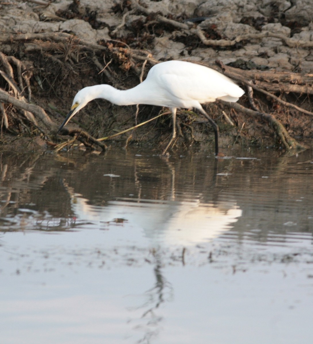 Little Egret - Nick  Lund