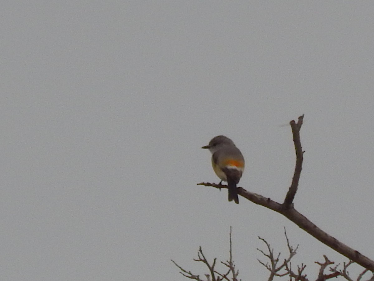 Small Minivet - Sivakumar Ramasamy