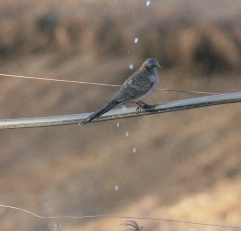 Bar-shouldered Dove - Nick  Lund