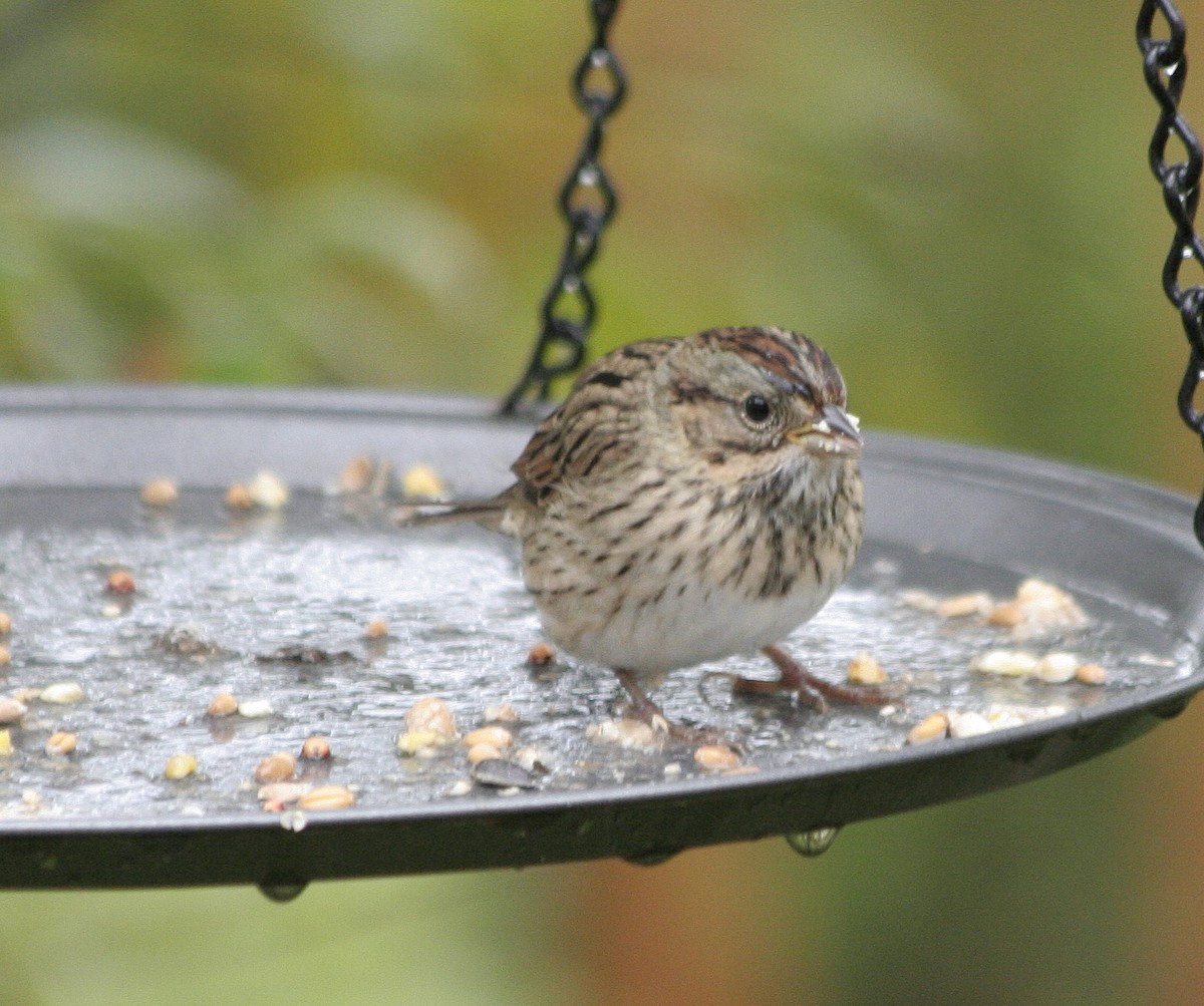 gråbrynspurv - ML67920141