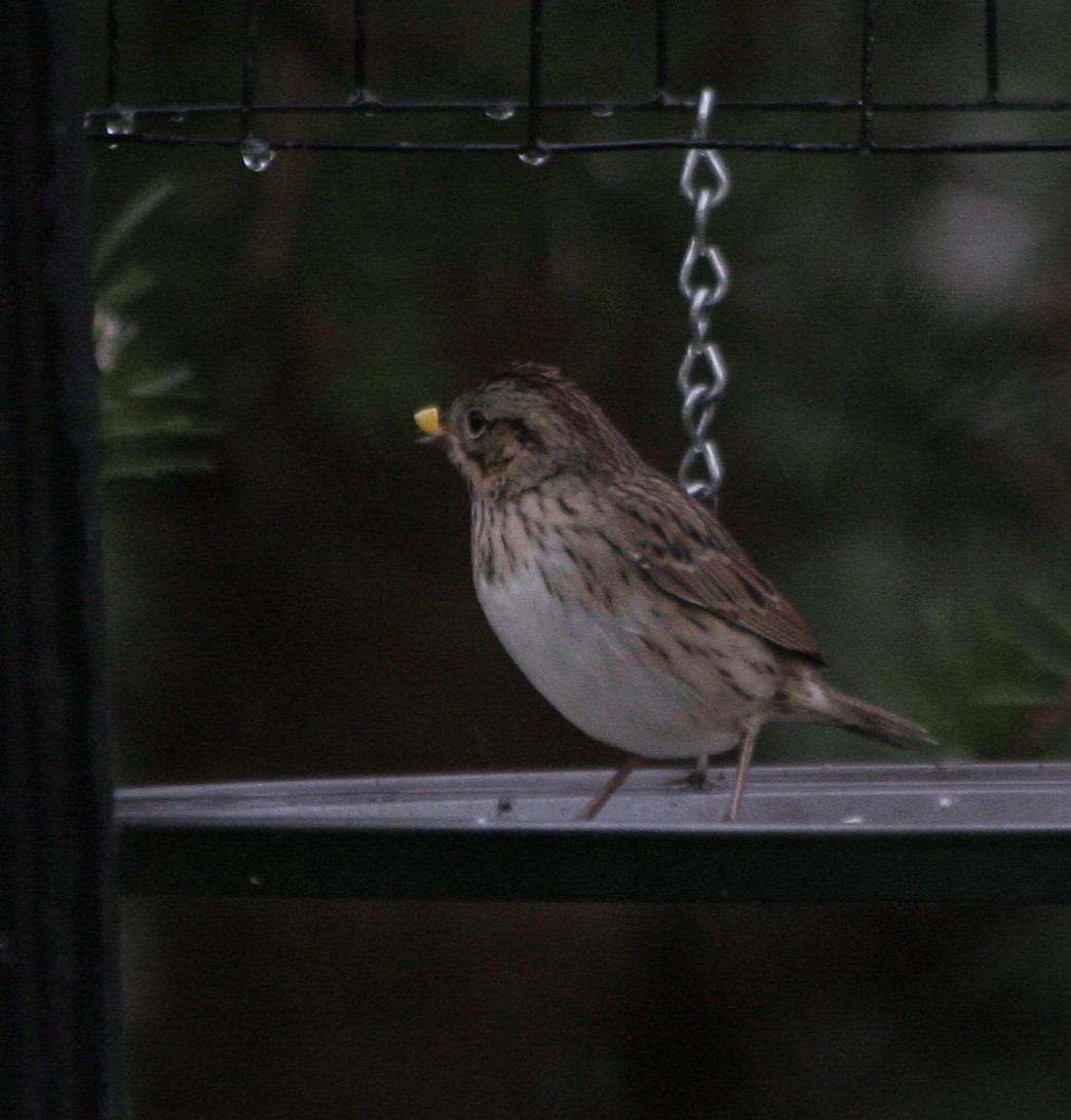 gråbrynspurv - ML67920171