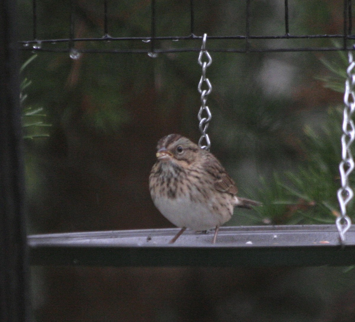 gråbrynspurv - ML67920201