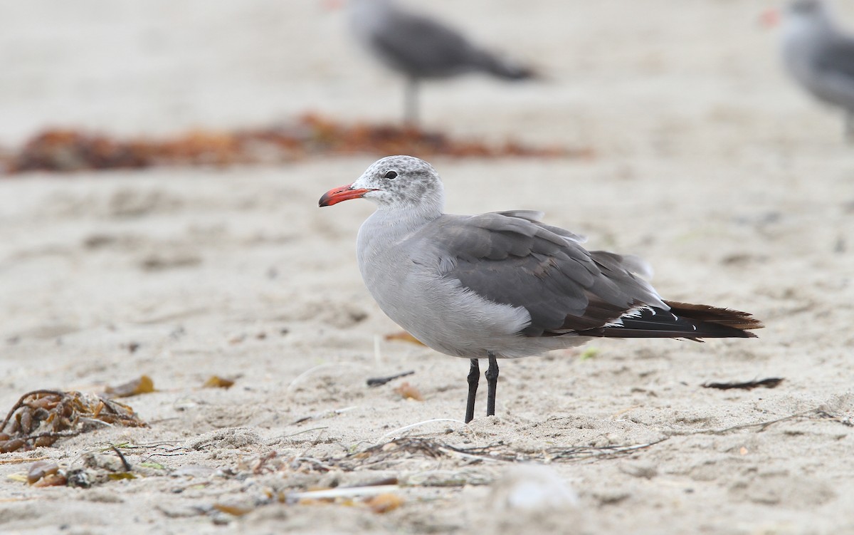 Heermann's Gull - Christoph Moning