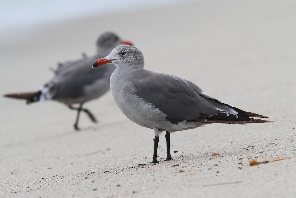 Heermann's Gull - ML67920751