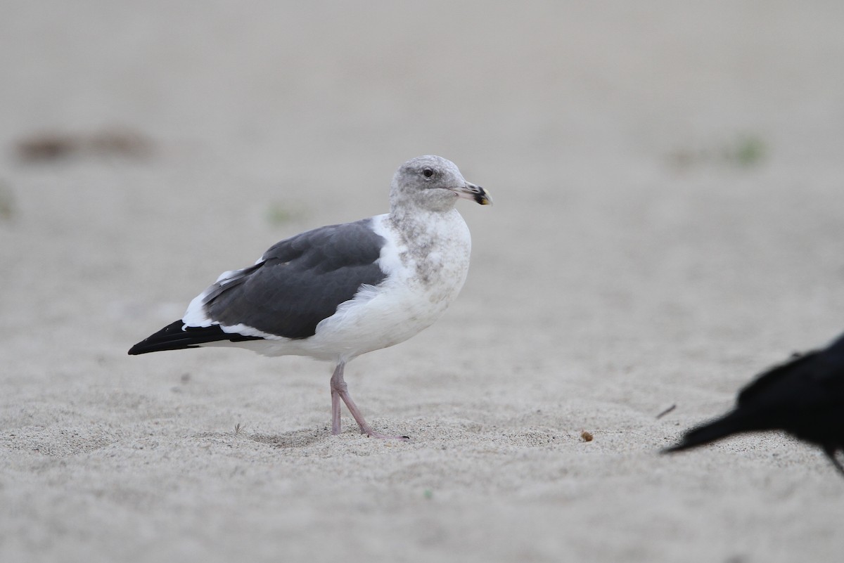 Western Gull - Christoph Moning