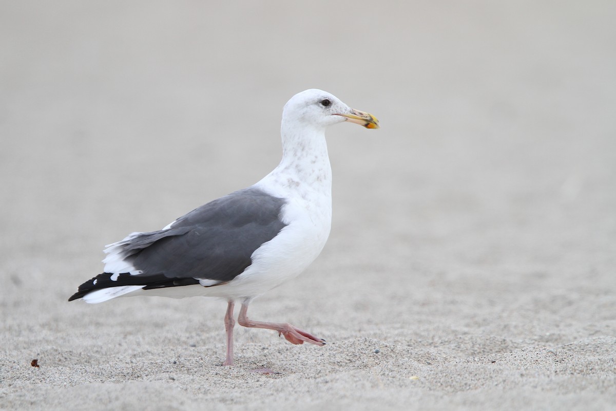 Western Gull - Christoph Moning