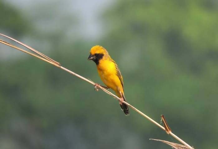 Asian Golden Weaver - ML67921341