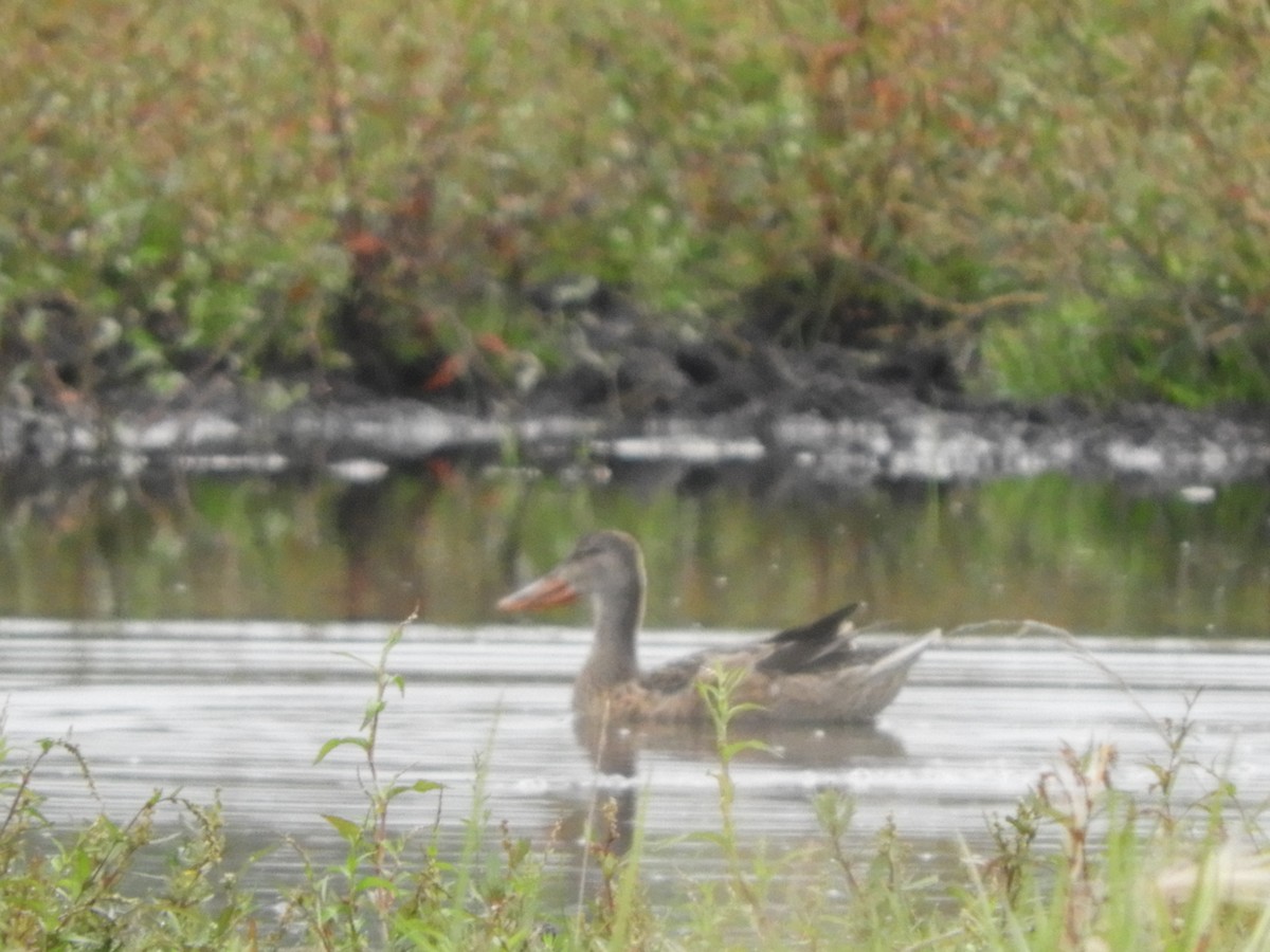 Northern Shoveler - ML67922231