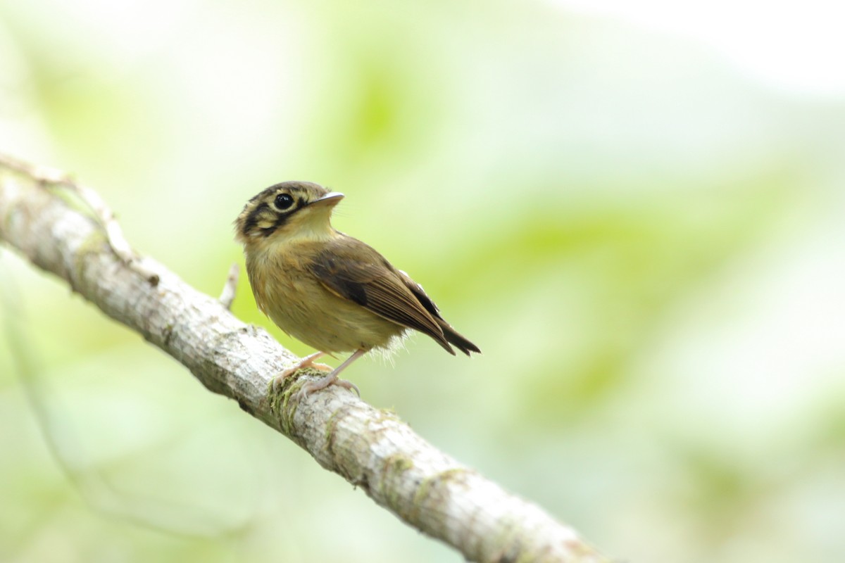 White-throated Spadebill - ML67922281