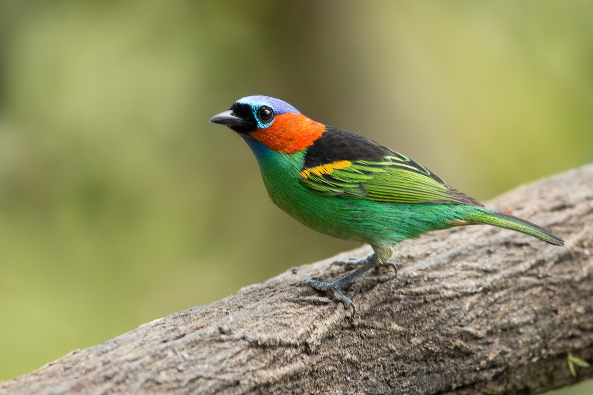 Red-necked Tanager - Marcelo Morena