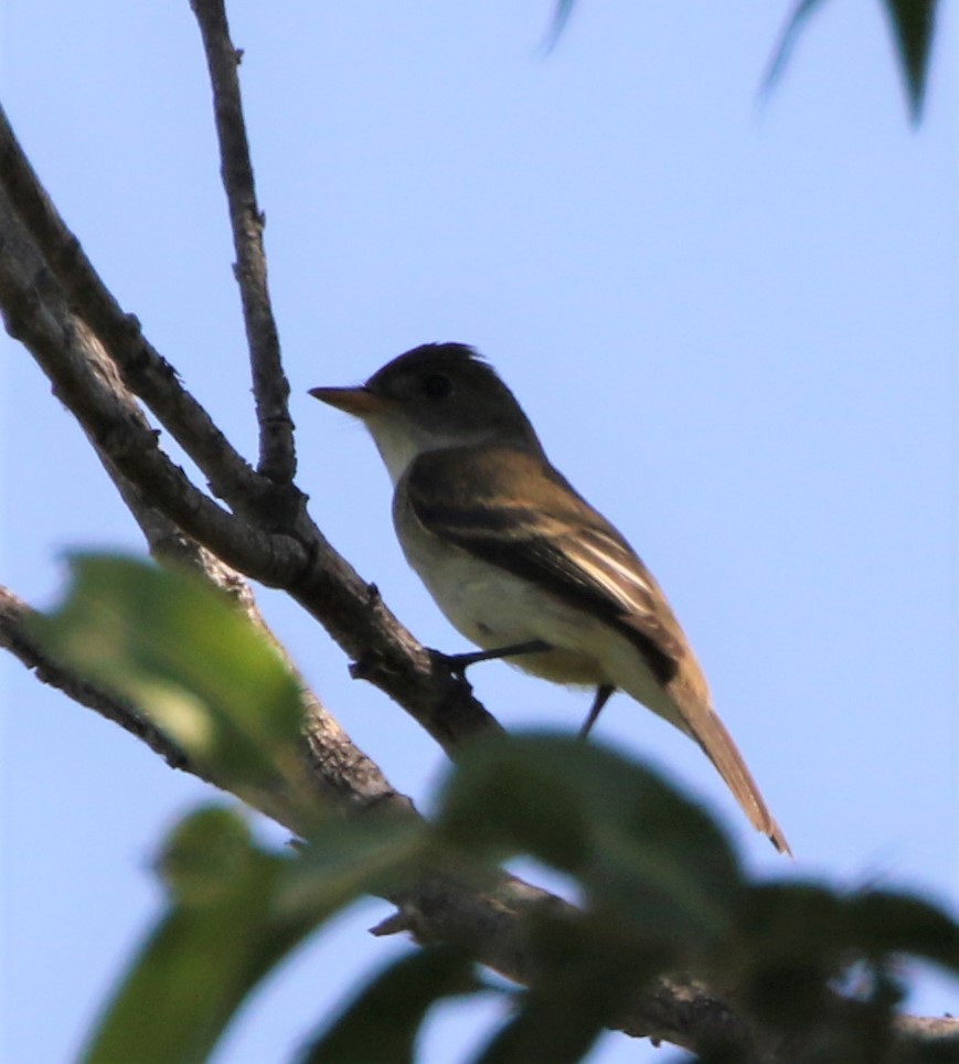 Willow Flycatcher - ML67922611