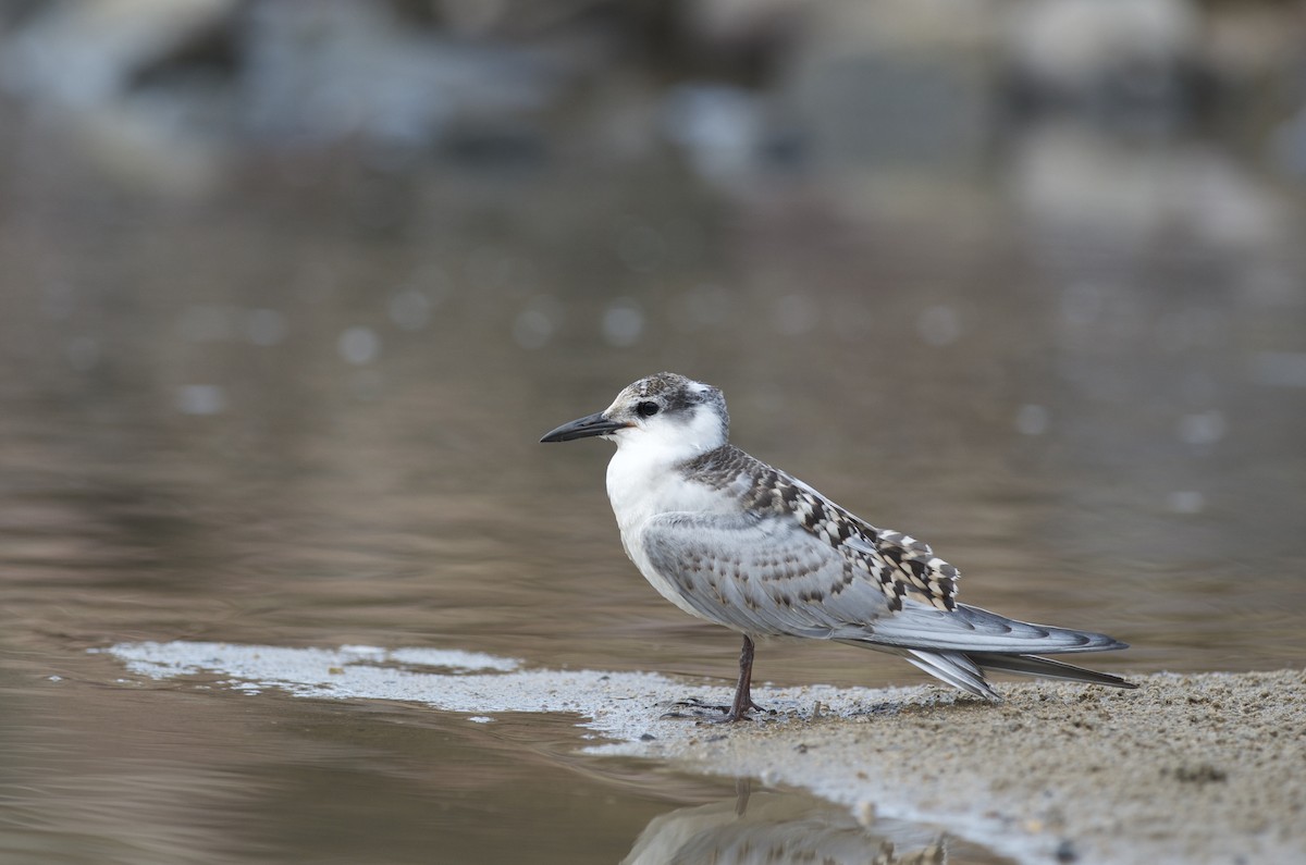 Whiskered Tern - Chun-Chieh Liao