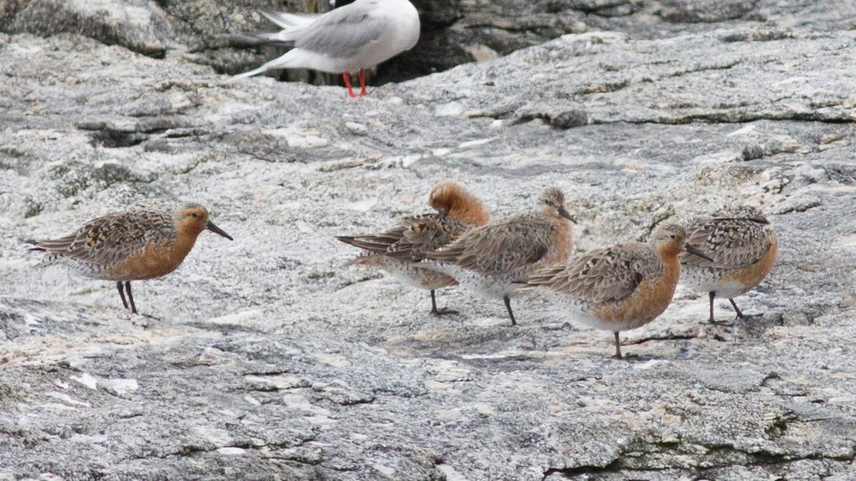 Red Knot - Fyn Kynd