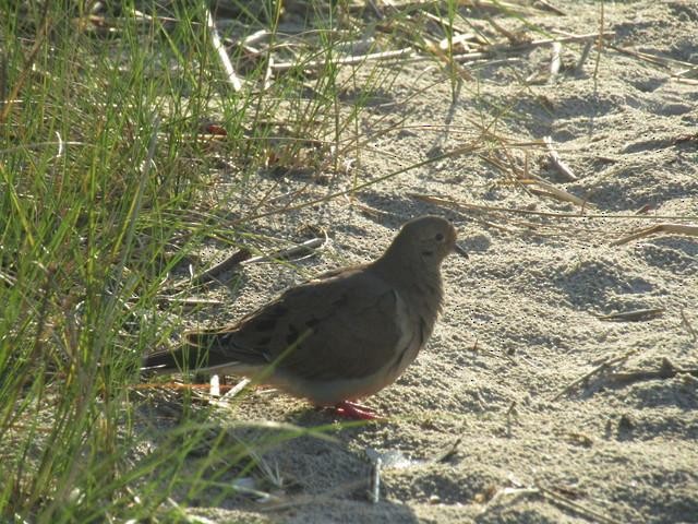 Mourning Dove - ML67924071