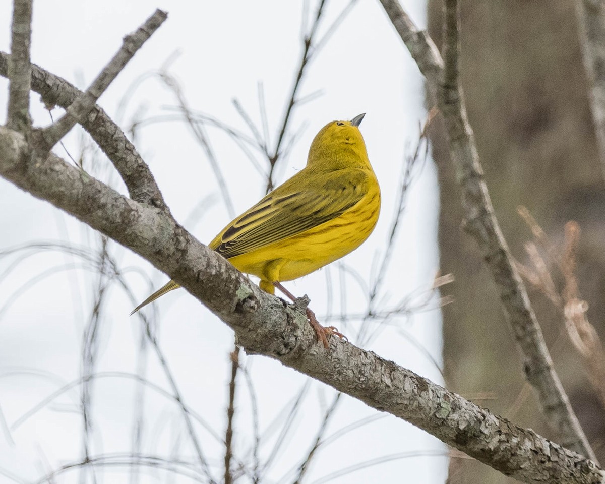 Yellow Warbler - ML67924191