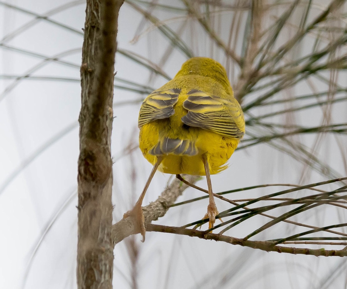 Yellow Warbler - ML67924211