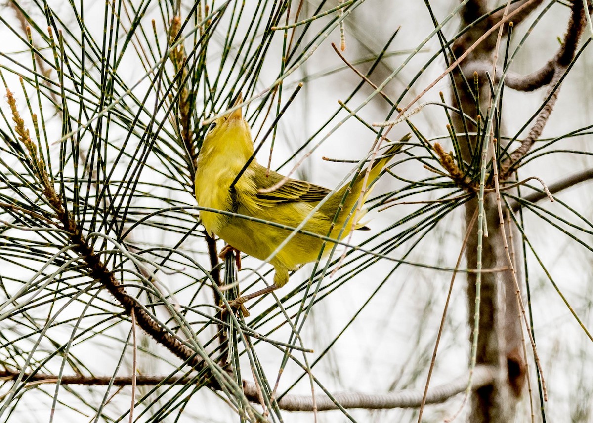 Yellow Warbler - ML67924241