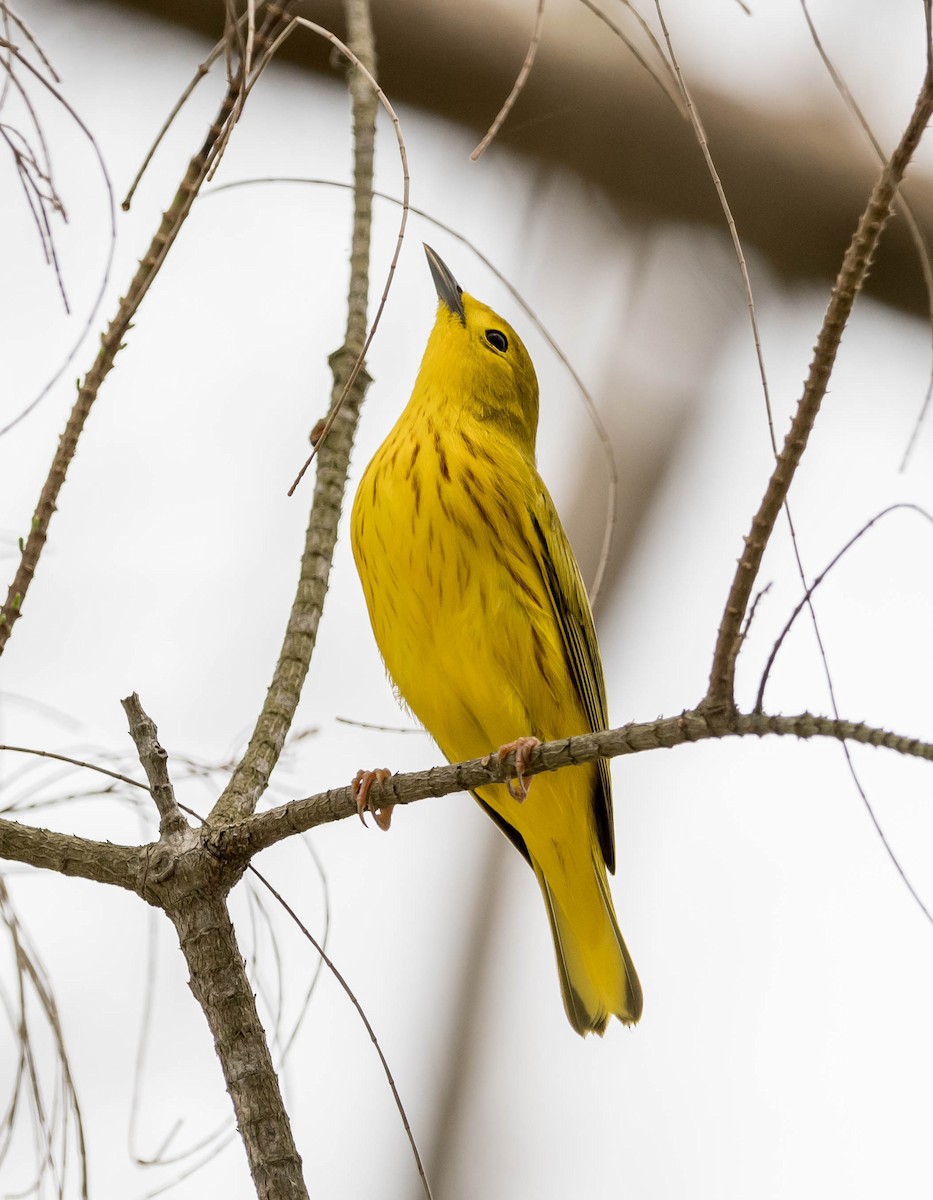 Yellow Warbler - ML67924251