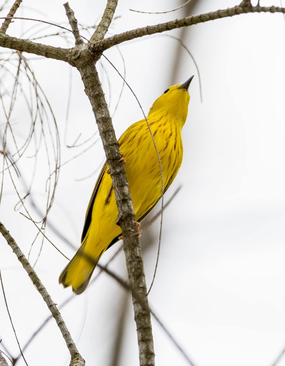 Yellow Warbler - ML67924261