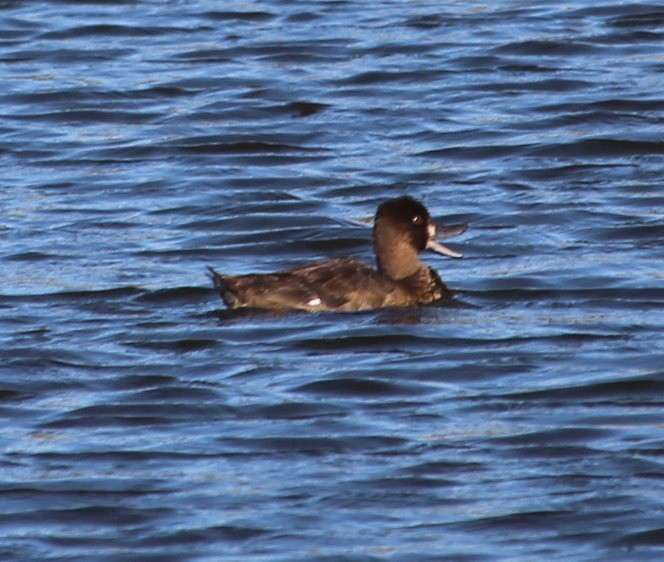 Lesser Scaup - ML67924291