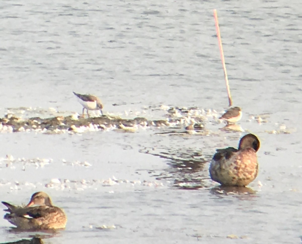 Wilson's Phalarope - ML67925301