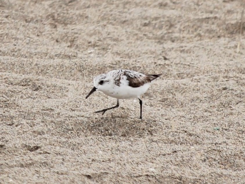 Bécasseau sanderling - ML67925741