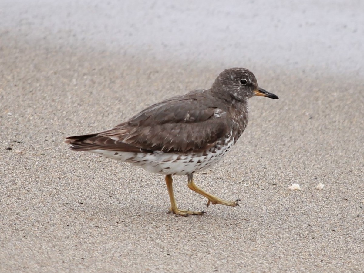 Surfbird - ML67926051