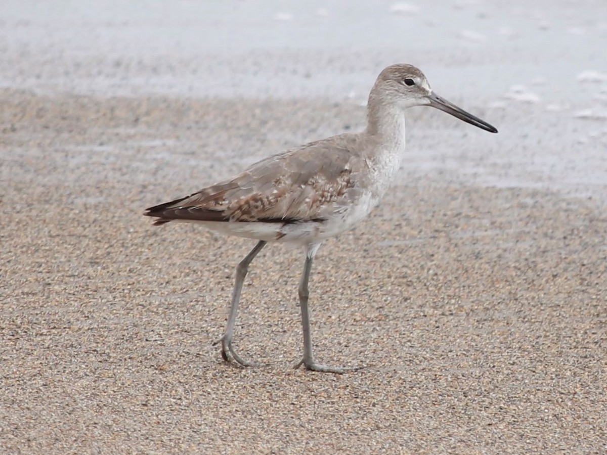 Willet - ML67926081