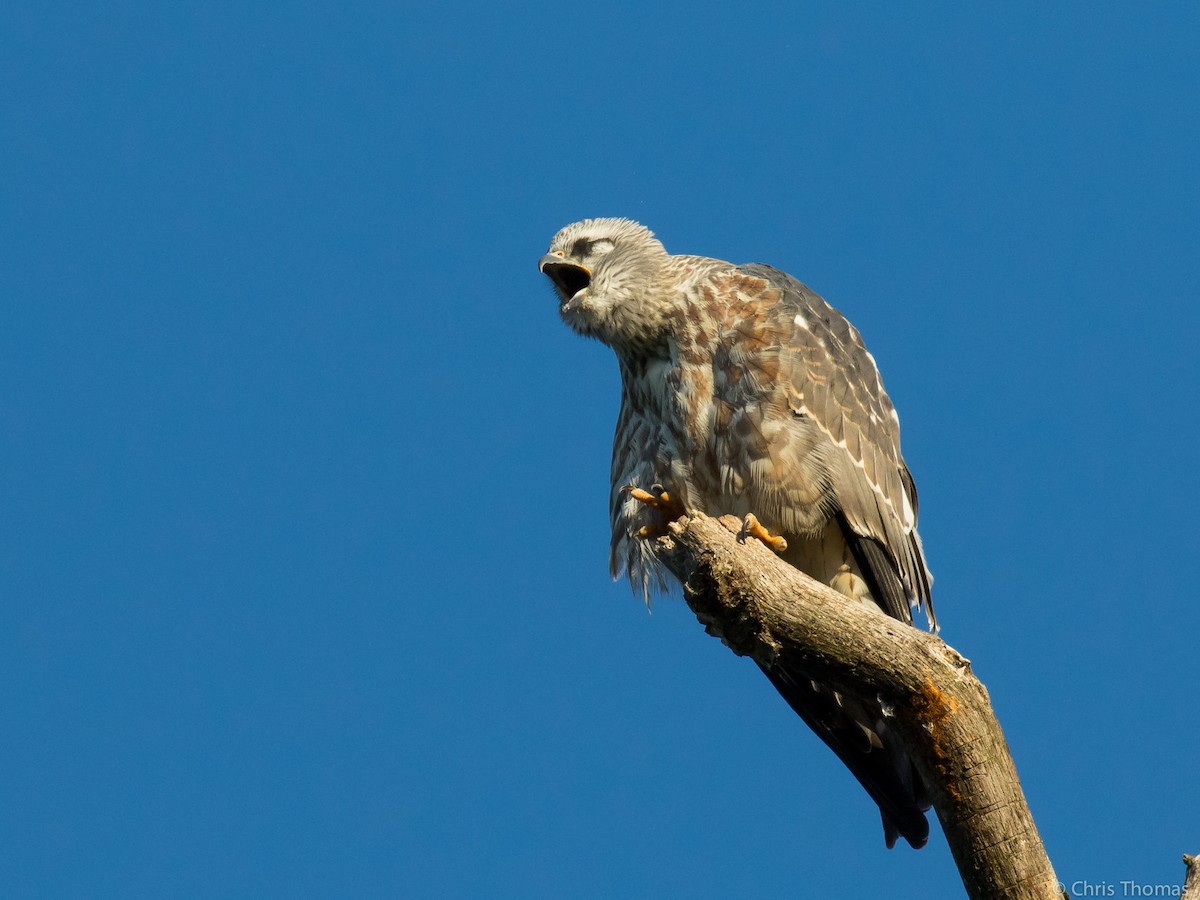 Mississippi Kite - ML67926091