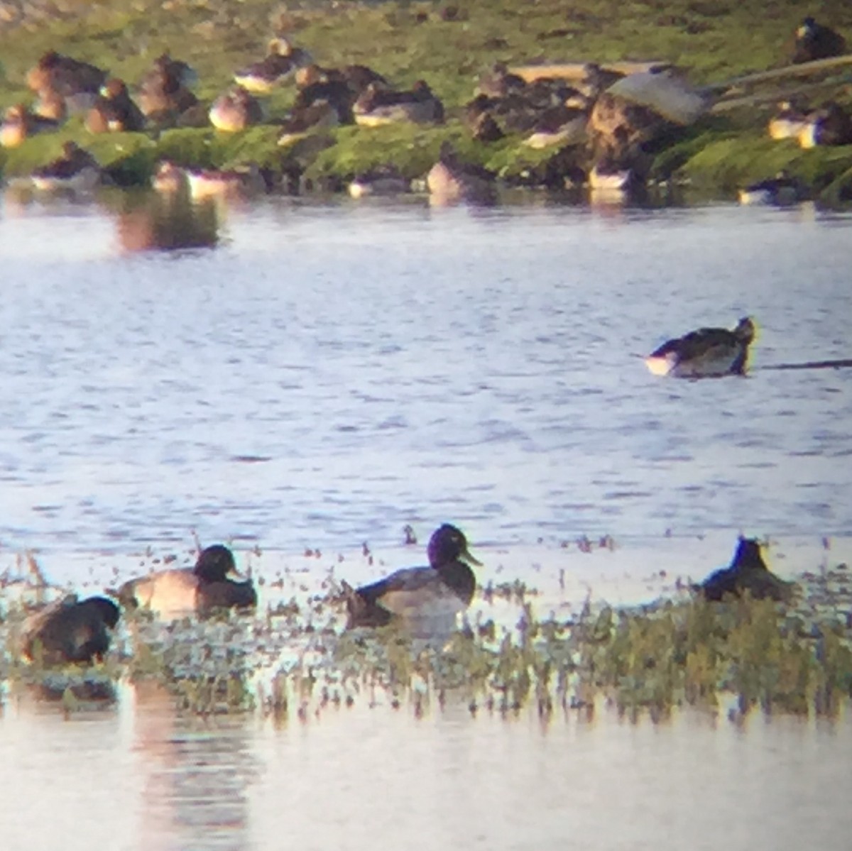 Lesser Scaup - Nick Hajdukovich