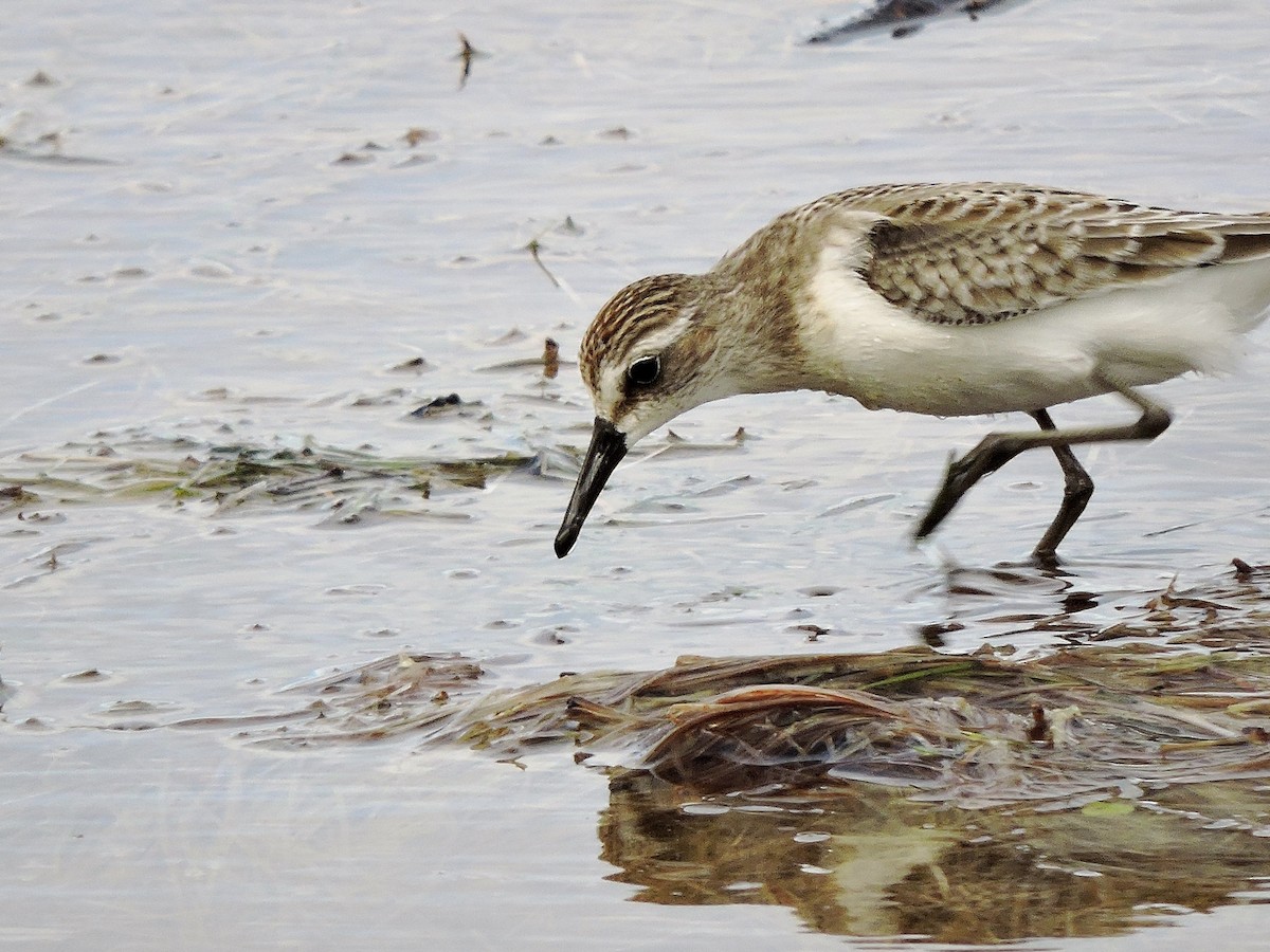 Semipalmated Sandpiper - ML67928191