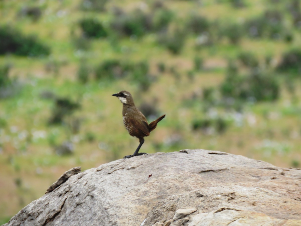 Weißbarttapaculo - ML67931261