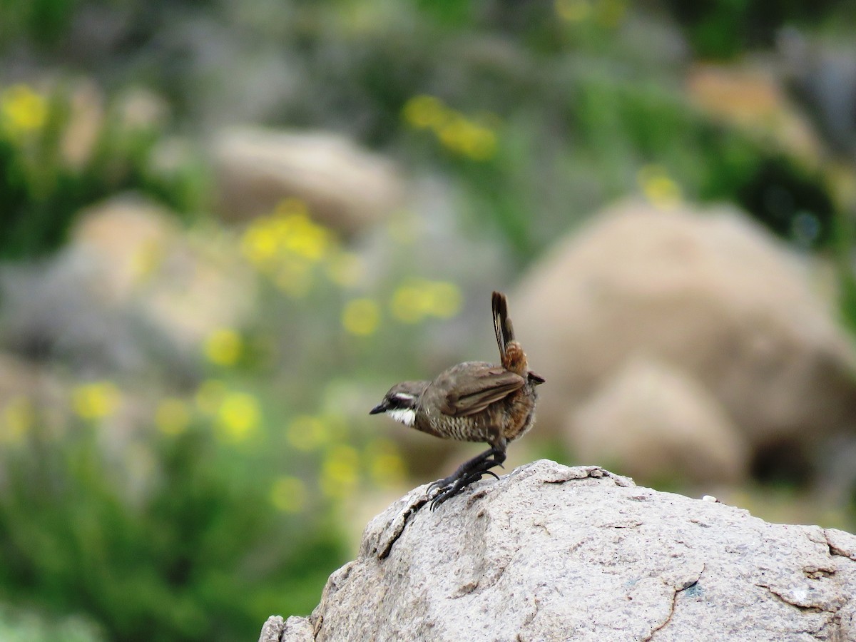 Weißbarttapaculo - ML67931271