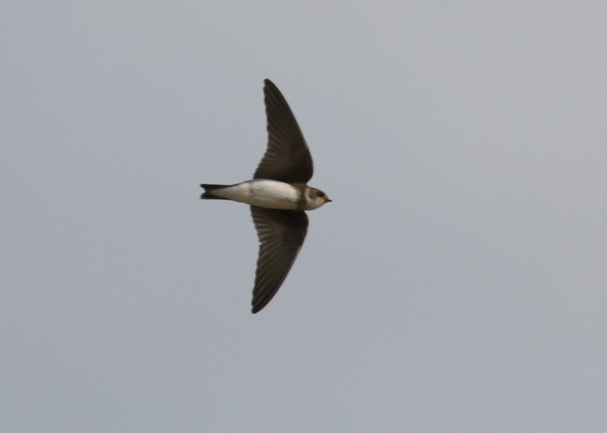 Bank Swallow - James Rieman