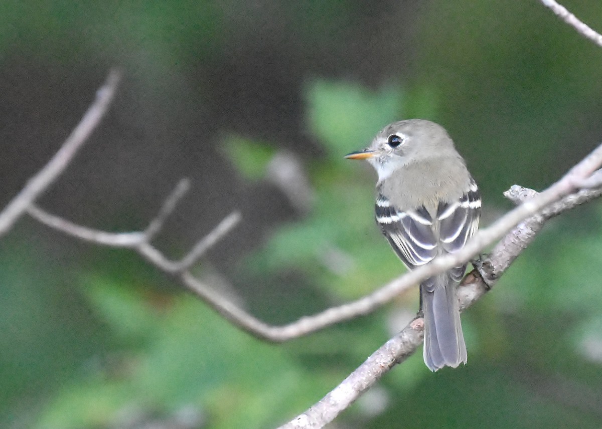 Least Flycatcher - ML67932381