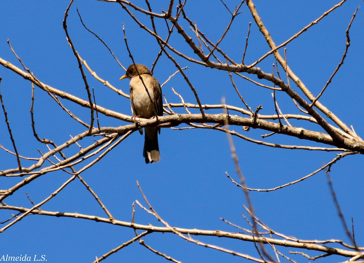 Creamy-bellied Thrush - ML67932921