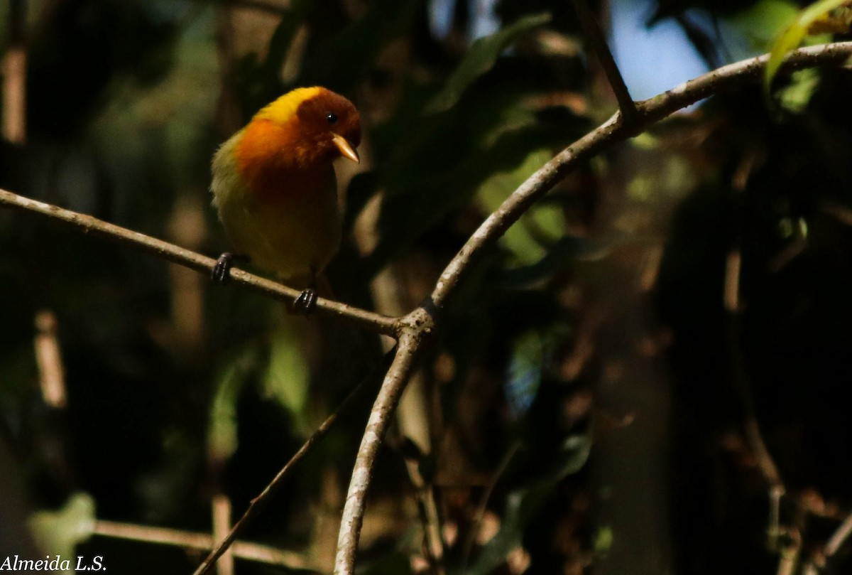 Rufous-headed Tanager - Lucas  Almeida