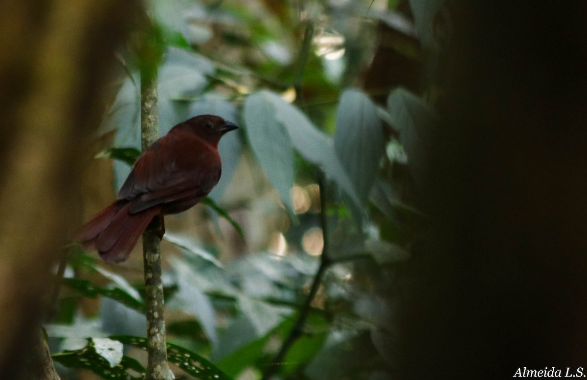 Red-crowned Ant-Tanager - ML67933141