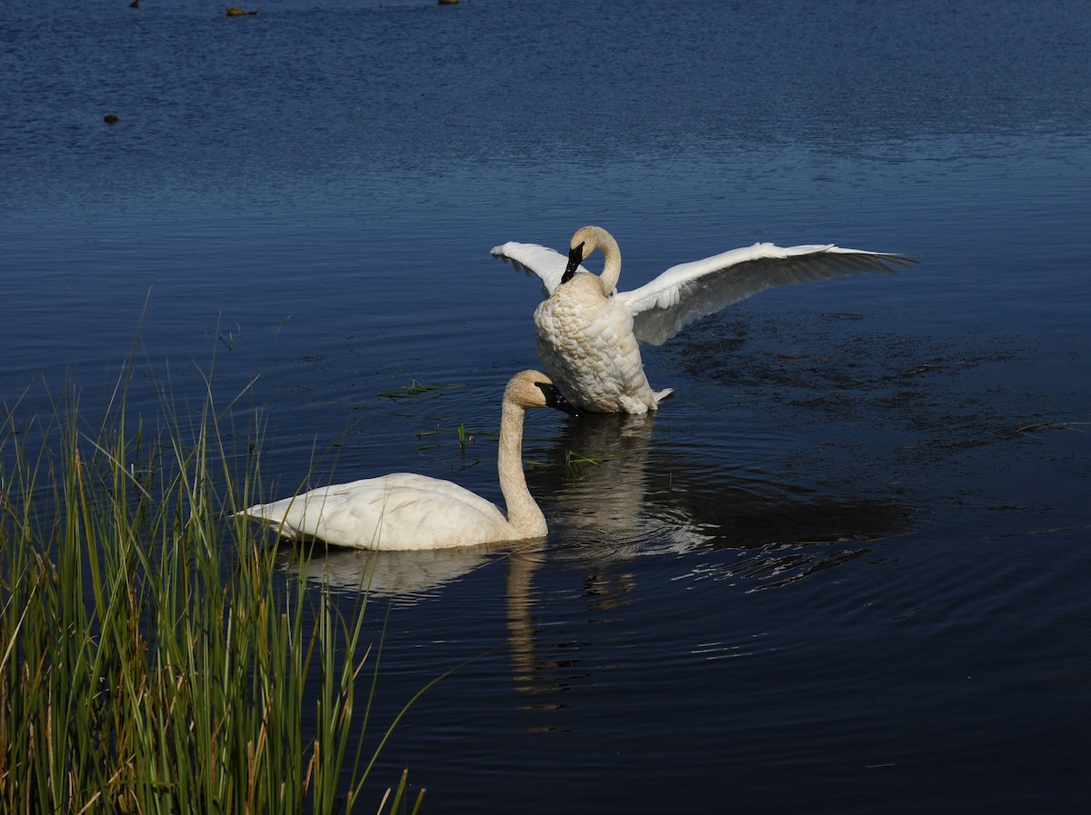 Trumpeter Swan - ML67934311