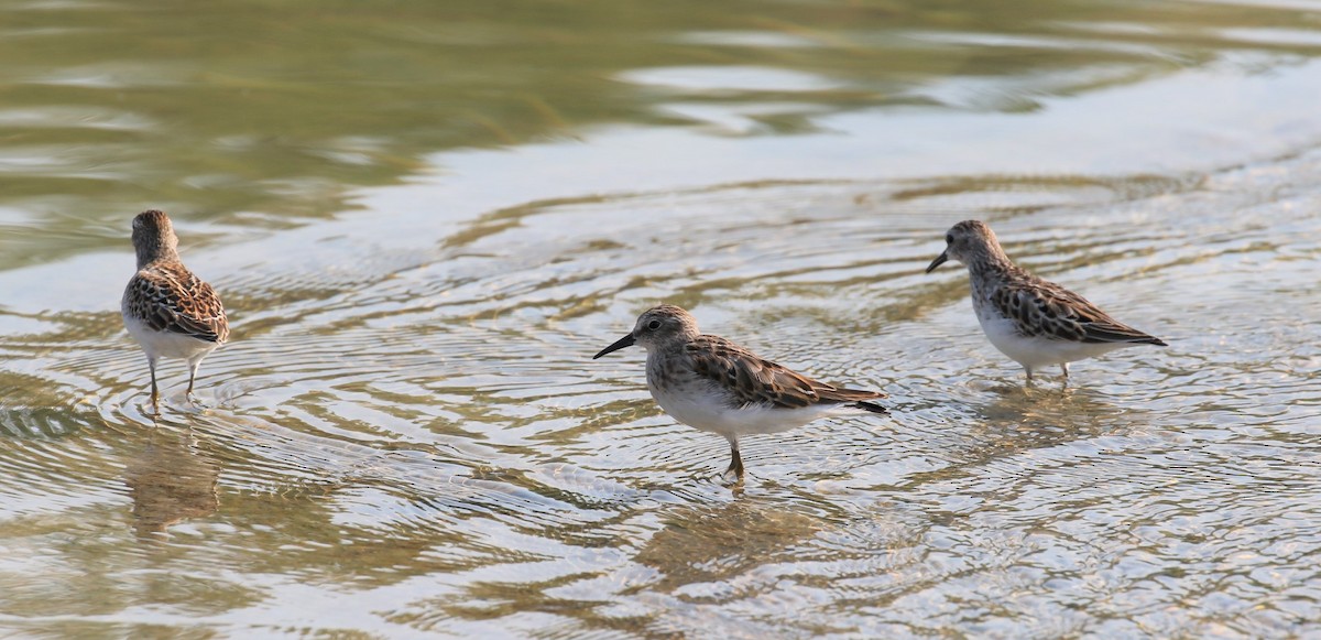 Least Sandpiper - ML67934521